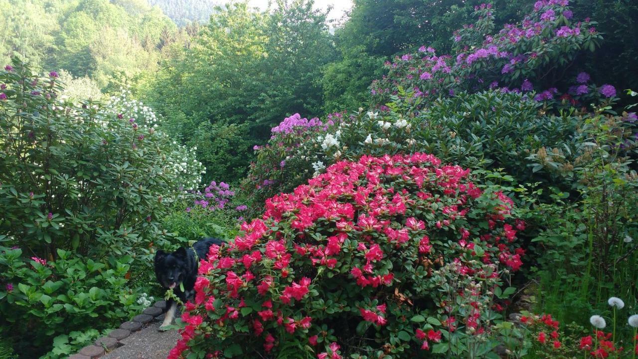 Rhododendron - Pur Am Highwalk *